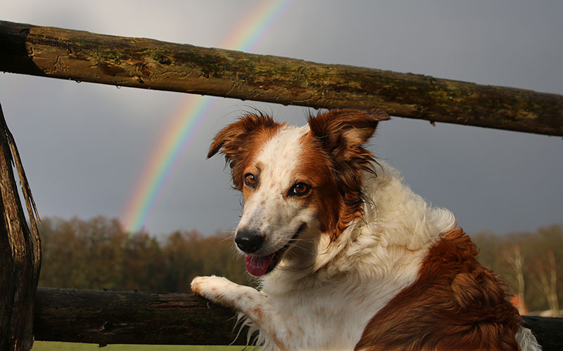 Collie on farm with fence and rainbow