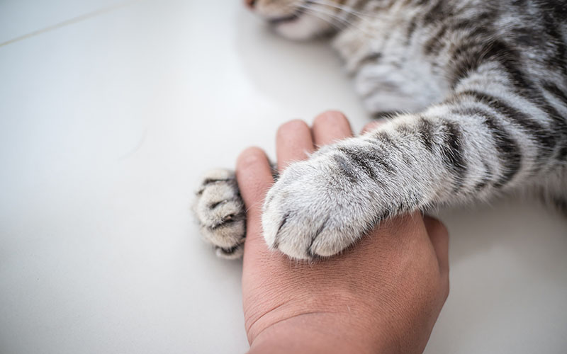 cat holding human hand