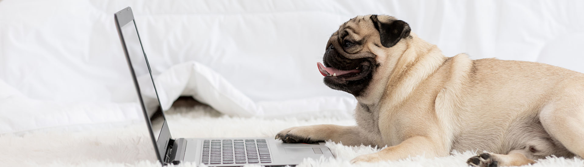 pug on bed with computer