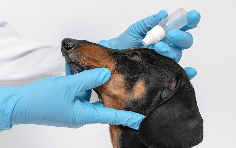 veterinarian puts drop in dogs eyes