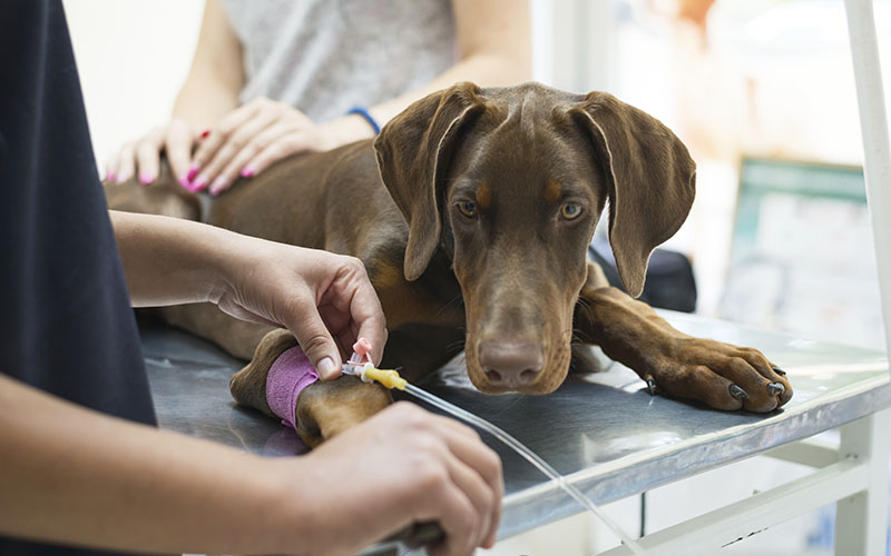 Beautiful doberman puppy lying on a veterinary table and gets an infusion. Vet holding infusion line attached to dog's leg. Short DOF and selective focus on veterinarian hand.