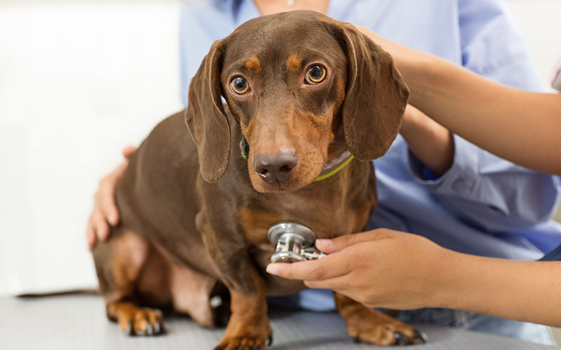 dachshund with stethoscope