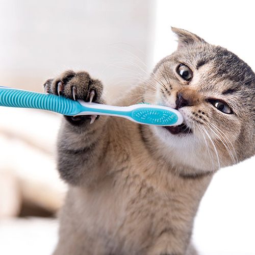 cat-getting-teeth-brished.jpg